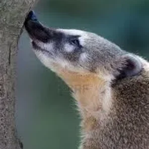 Confident Coati