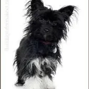 Crustie (Designer Dog)