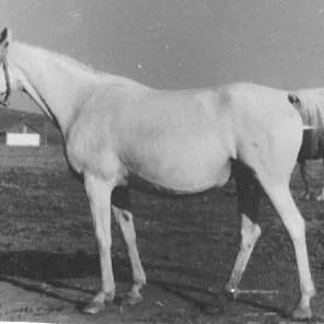 Nitochka