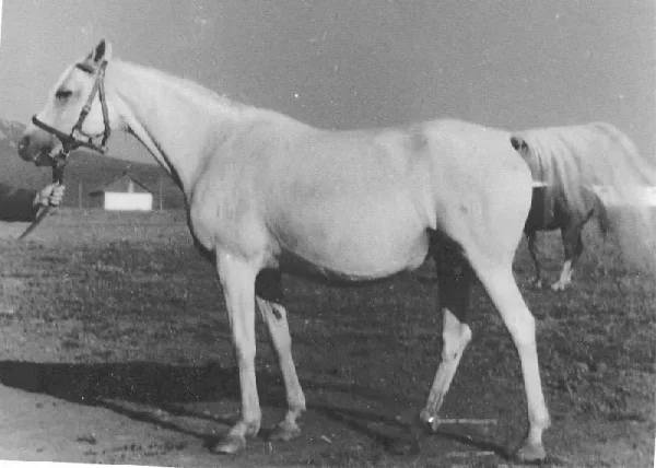 Nitochka
