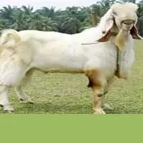Tellicherry