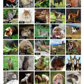 Beautiful Animal Photographs and More!