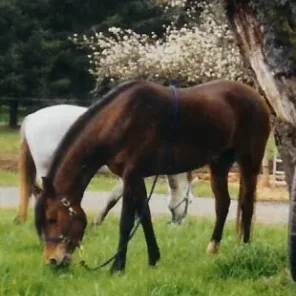 Hallanys Starlet