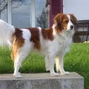 Kooikerhondje