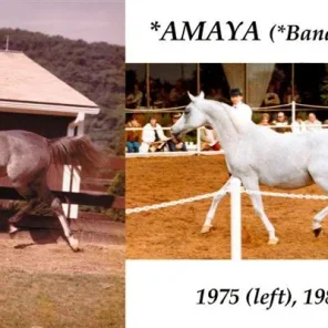 Amaya