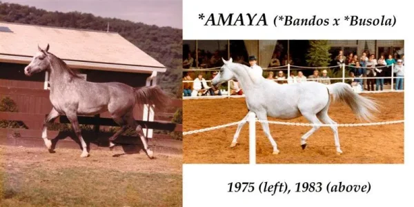 Amaya