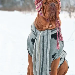 Animals in Winter We Domesticate