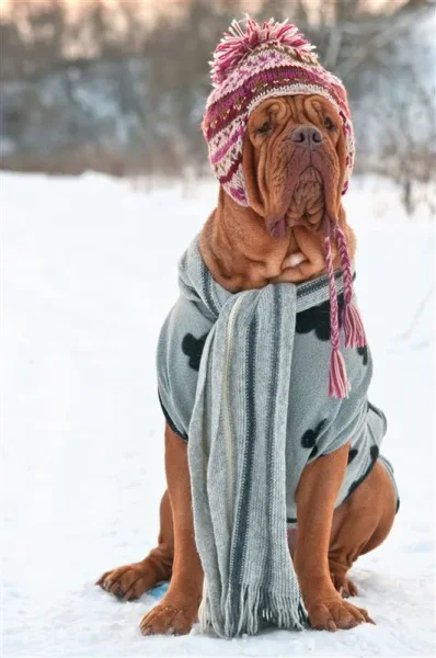 Member pets in Winter