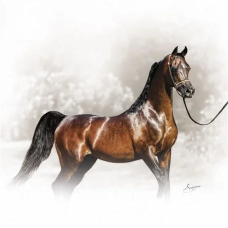Thee Desperado ~ Luca's sire