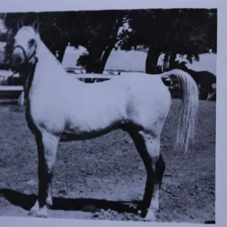 Daareyn (Raseyn x Raad) grey stallion, foaled July 29, 1940bred by W.K. Kellogg Institute