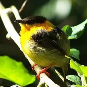 Orange-collared
