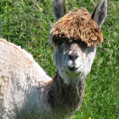 Alpaca History
