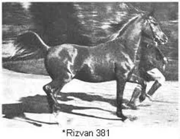 Rizvan