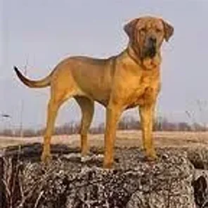 Tosa