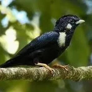 Sulawesi Myna