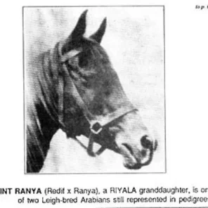 Bint Ranya