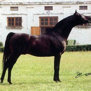 FAWOR