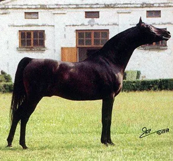 FAWOR