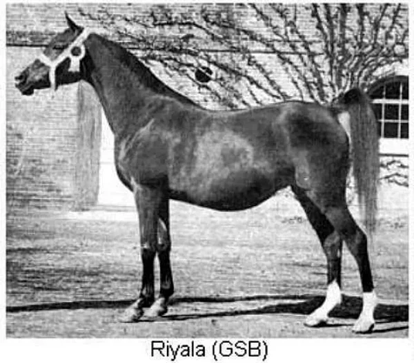 Riyala
