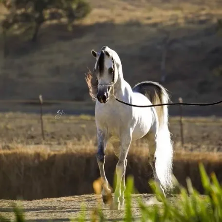 Om El Al Azeem (Al Lahab × Om El Beneera) 2010 US Reserve National Champion Stallion.