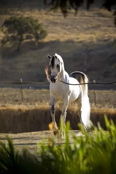 Om El Al Azeem (Al Lahab × Om El Beneera) 2010 US Reserve National Champion Stallion.