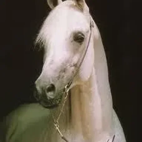IBN SHAKER I