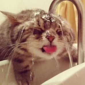 Cats Need Plenty of Water With Their Food