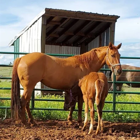 Starlight Twister