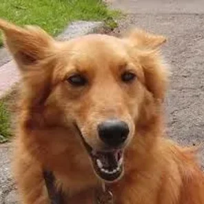 Golden Sheltie (Designer Dog)