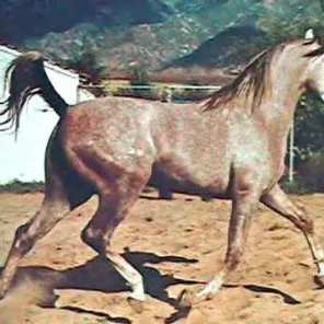 Wazir Ibn Morafic