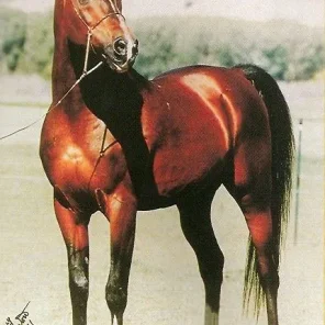 Monokl