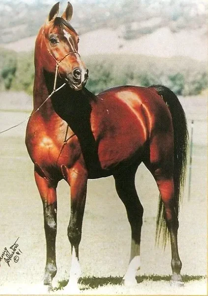 Monokl