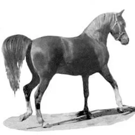IBN HANAD