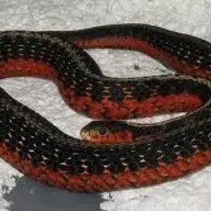 Garter Snake Morph
