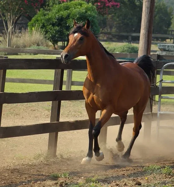Bint Padrons Sired by : Padrons Psyche x Ali Starr (Ruminaja Ali) Foaled: May 13, 1997
