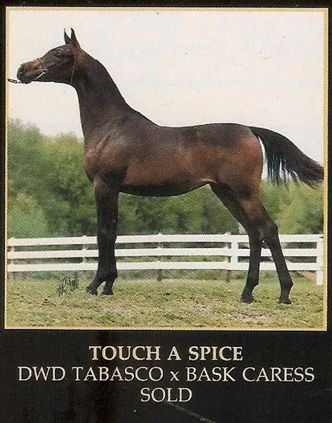 TOUCH A SPICE