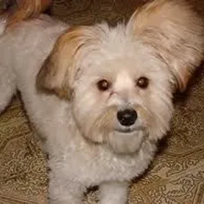 Westillon (Designer Dog)