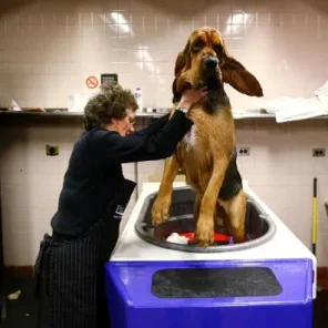 The Twelve Most Difficult Dogs To Train