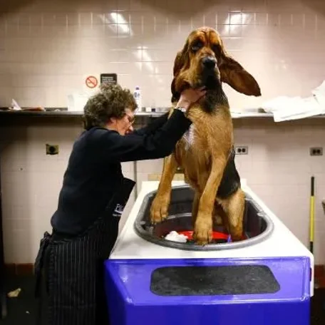 Difficult dogs to train