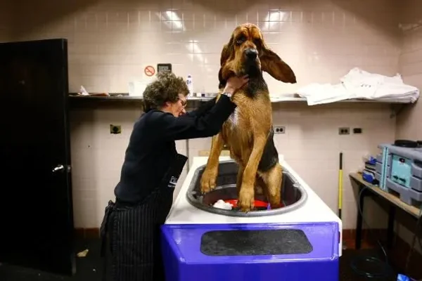 Difficult dogs to train
