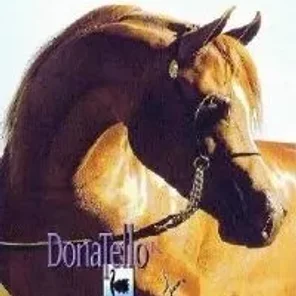 Donatello K