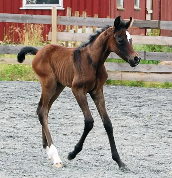 Hadrian A