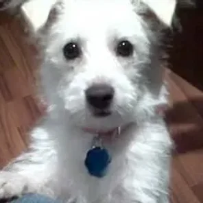 Weston (Designer Dog)