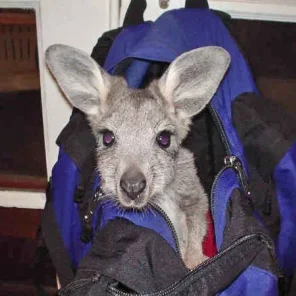 Wonderful Wallaroo