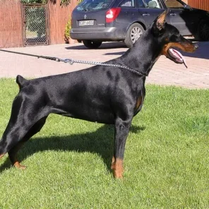 Ch. Dura Lex Polonia Coppola BH, PBT