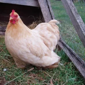 Pekin Bantam