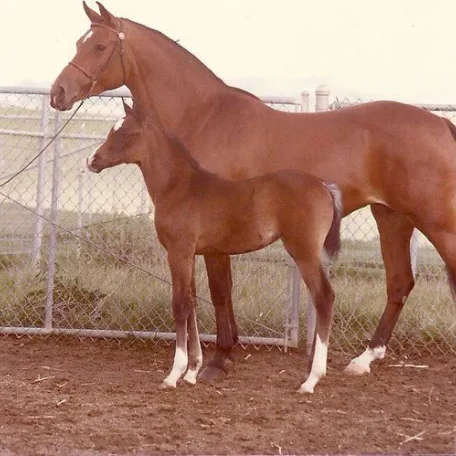 Here she is the mare.