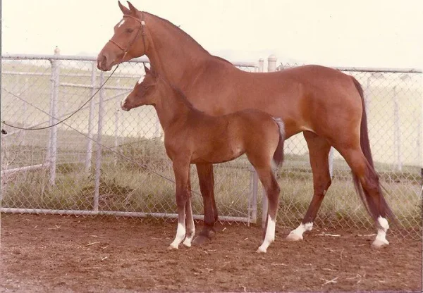 Here she is the mare.
