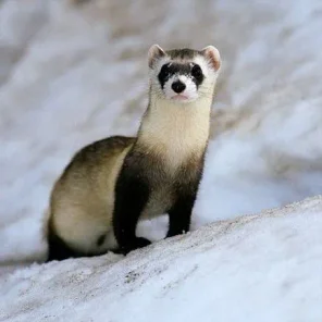 Ferret