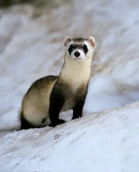 Ferret